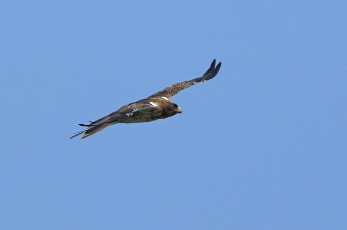 Aigle botté - ML643531418