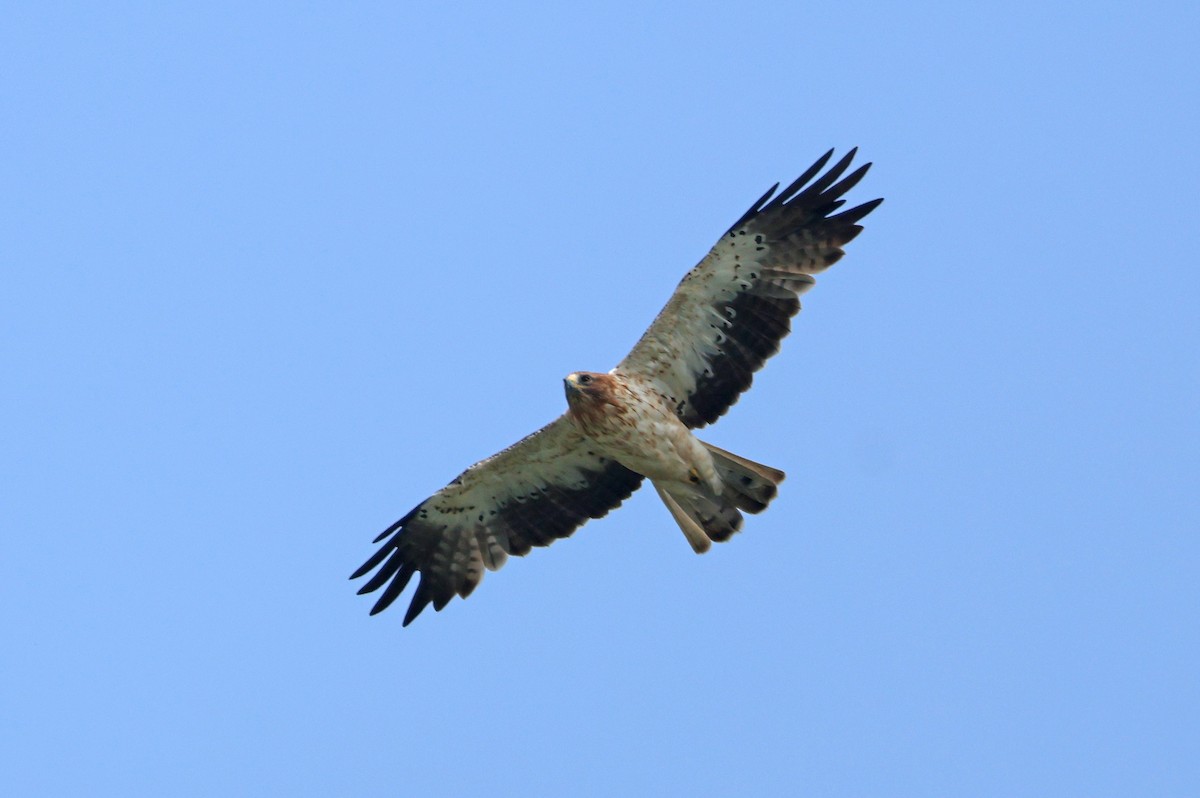 Aigle botté - ML643531419