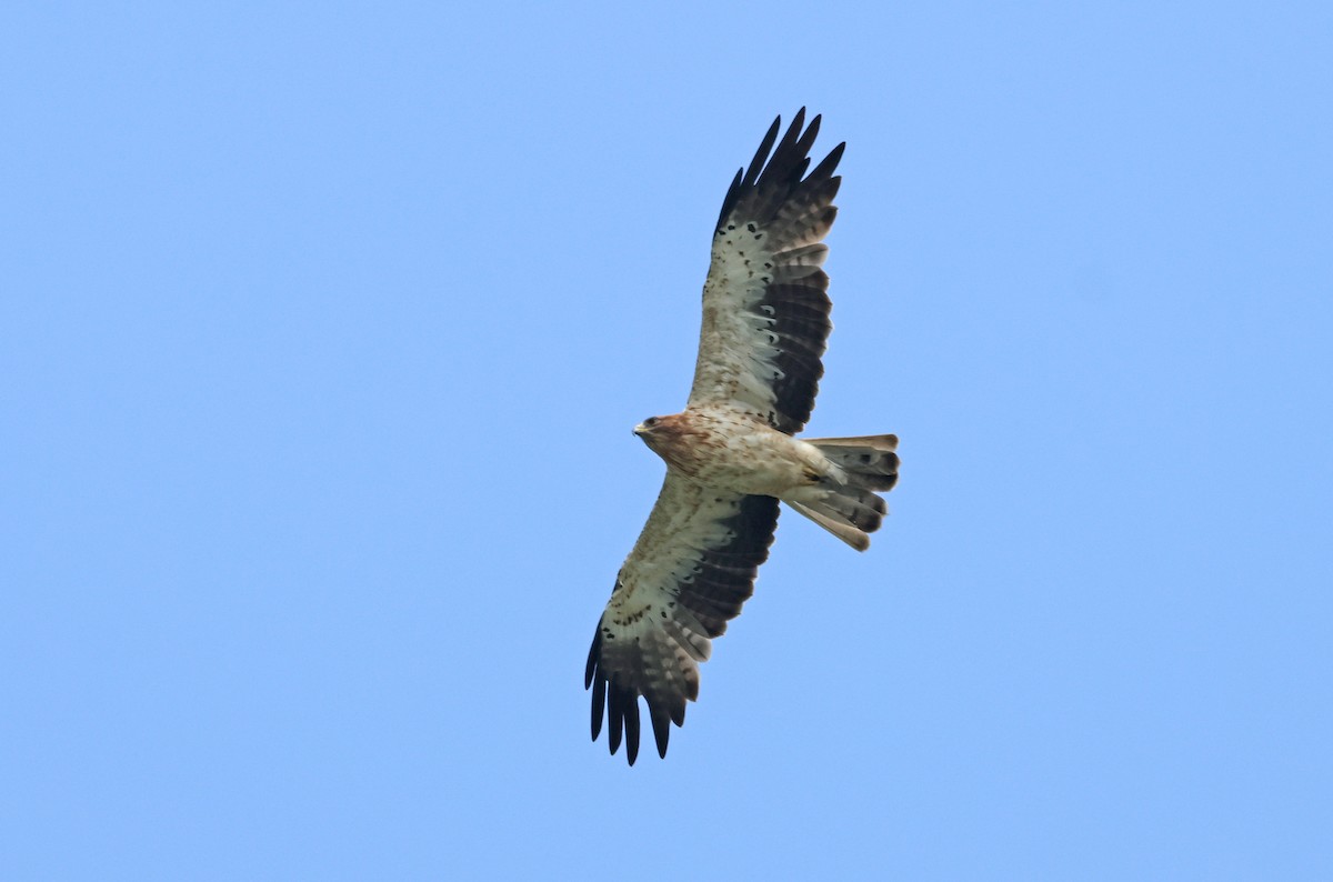 Aigle botté - ML643531420