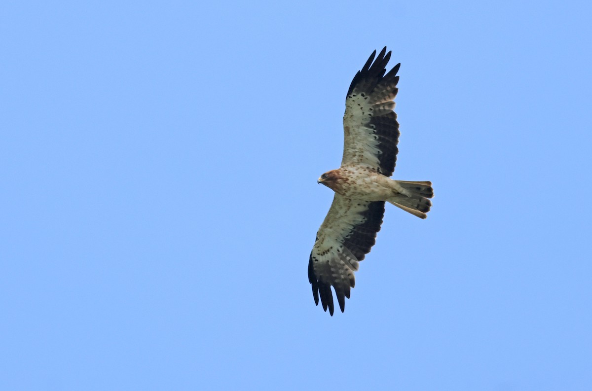 Aigle botté - ML643531421