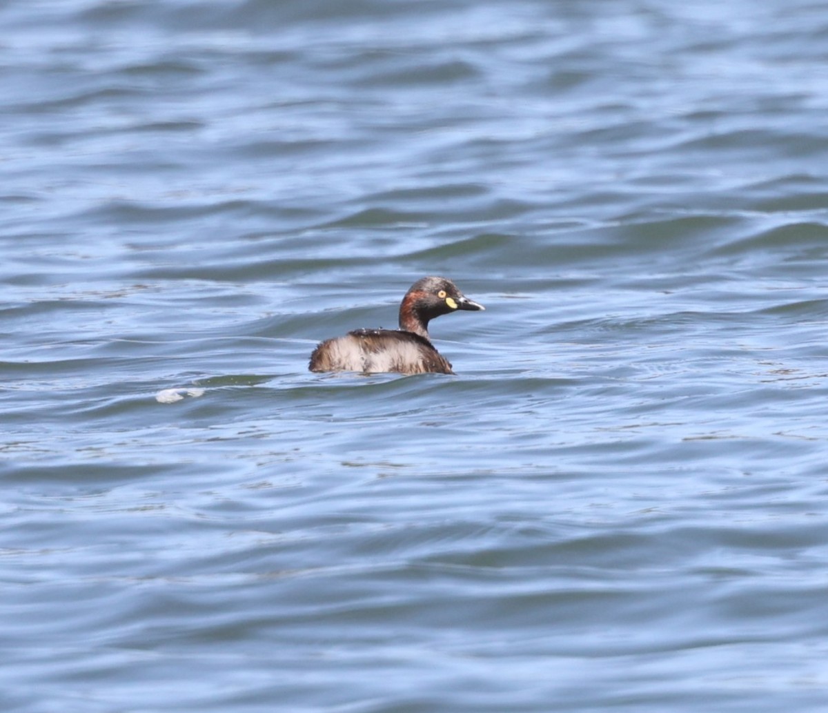 Australasian Grebe - ML643531428