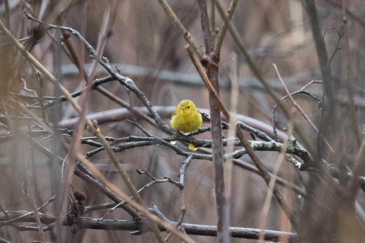 Wilson's Warbler - ML643531444