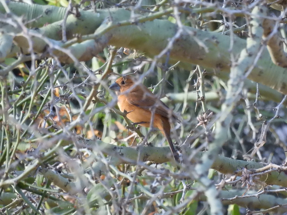 Ultramarine Grosbeak - ML643531448