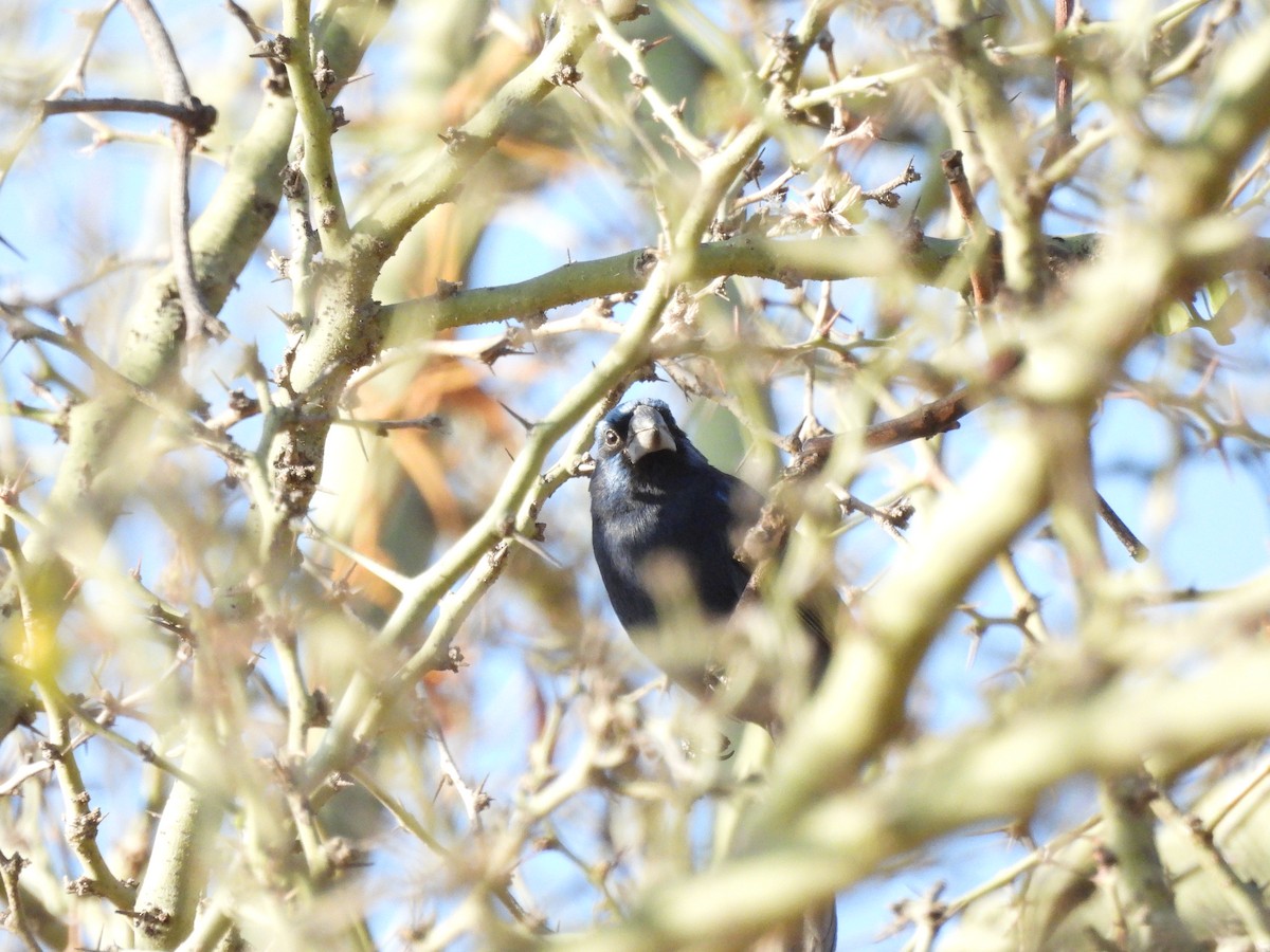 Ultramarine Grosbeak - ML643531459