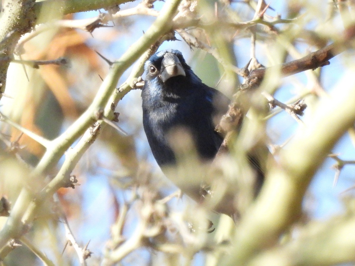 Ultramarine Grosbeak - ML643531464