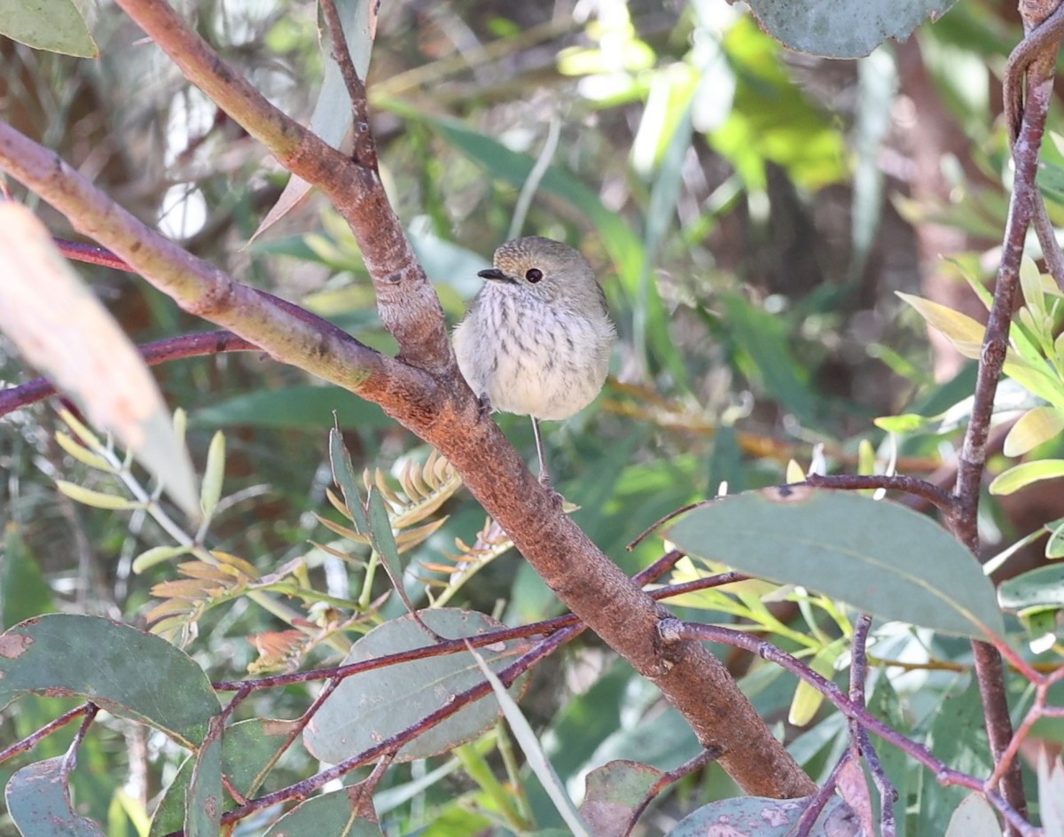 Brown Thornbill - ML643531465
