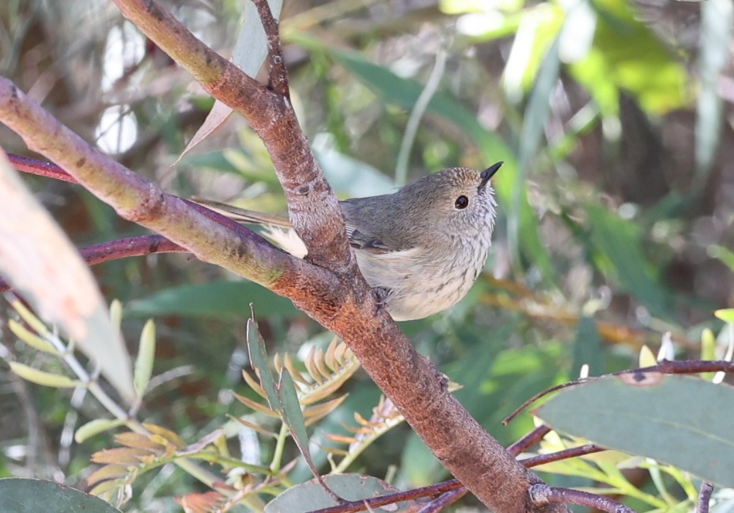 Brown Thornbill - ML643531466