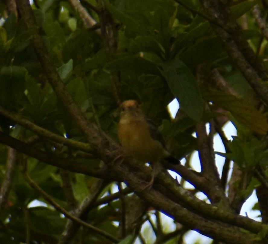 Golden-headed Cisticola - ML643531472