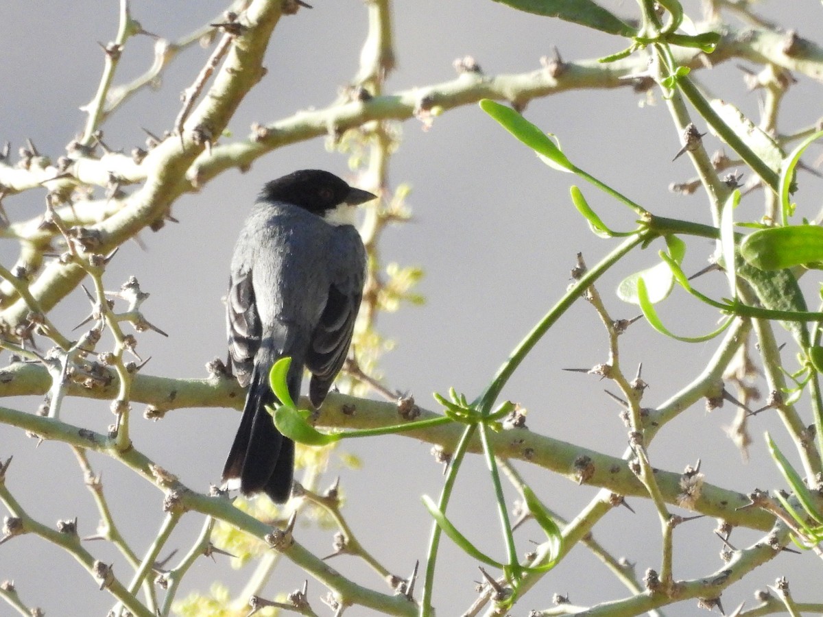 Black-capped Warbling Finch - ML643531474