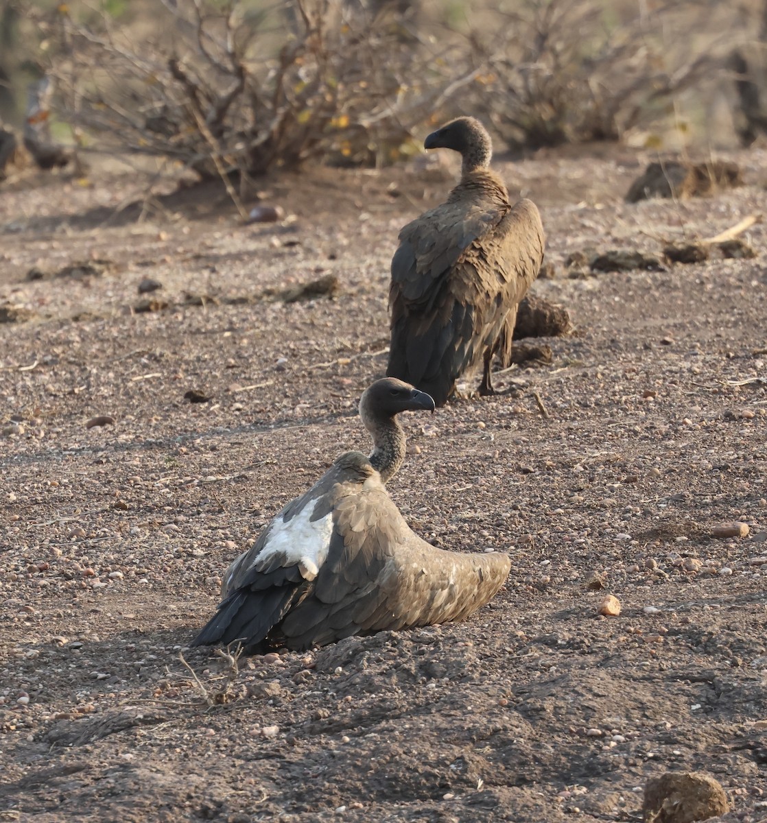 White-backed Vulture - ML643531476