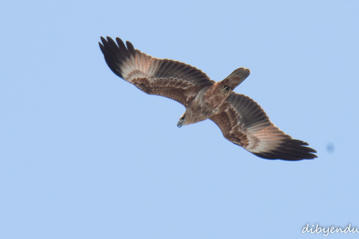 栗鳶 - ML643531478