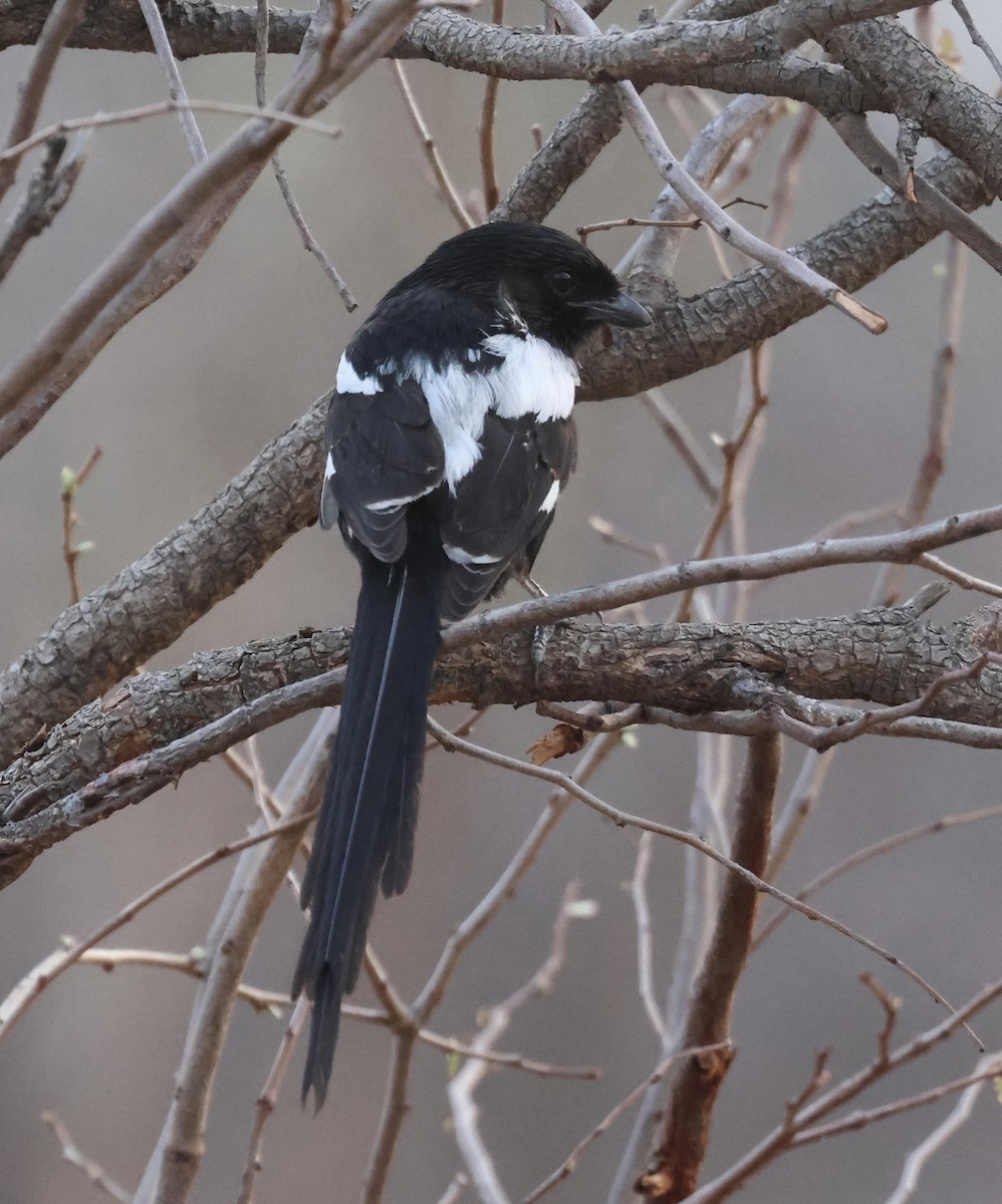 Magpie Shrike - ML643531482