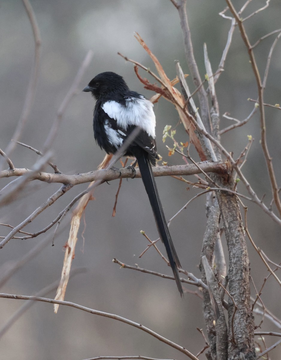 Magpie Shrike - ML643531483