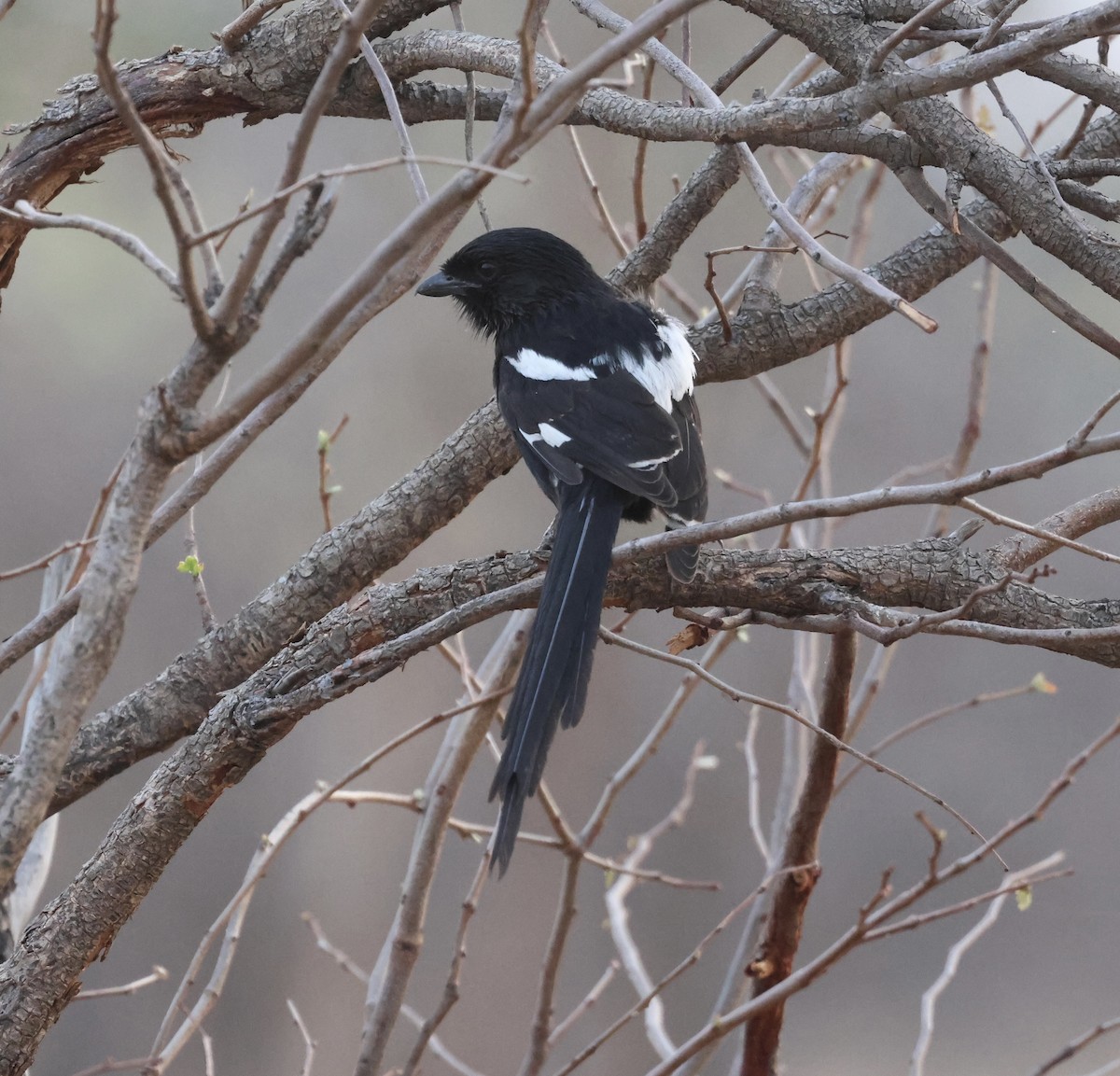 Magpie Shrike - ML643531484