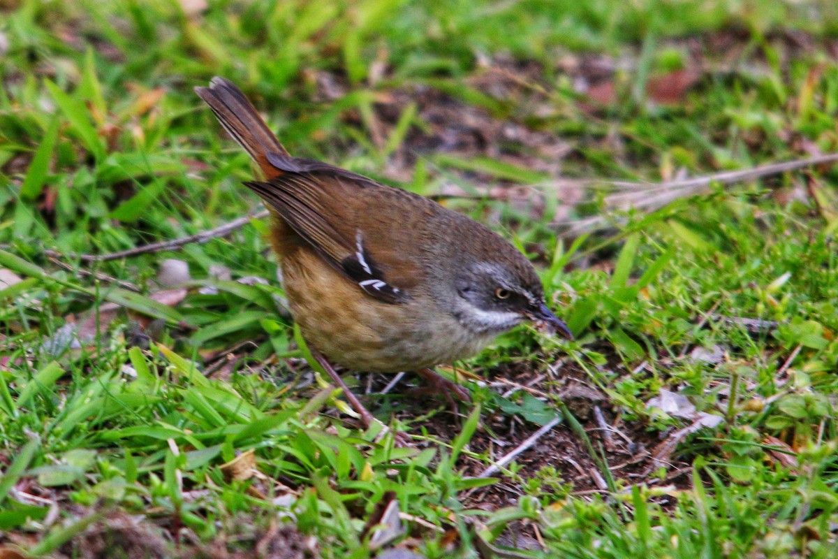 White-browed Scrubwren - ML643531486