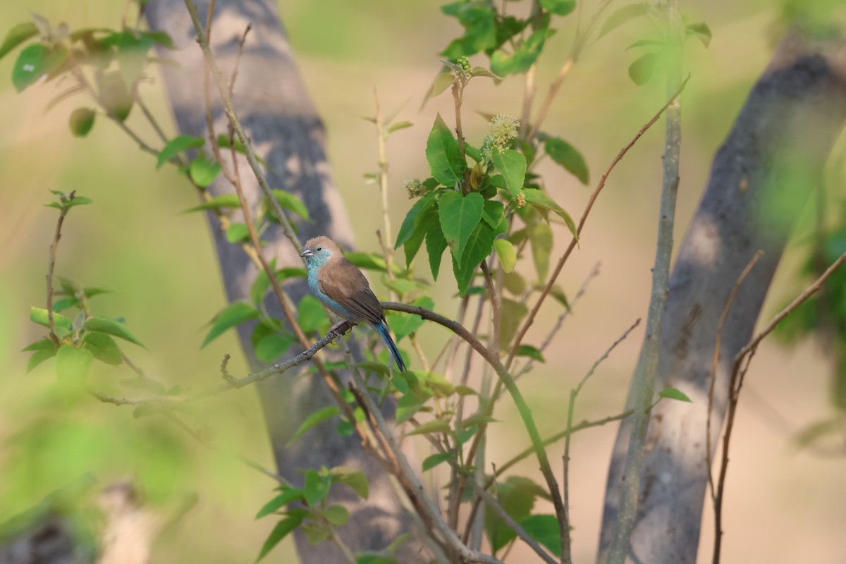 Southern Cordonbleu - ML643531487