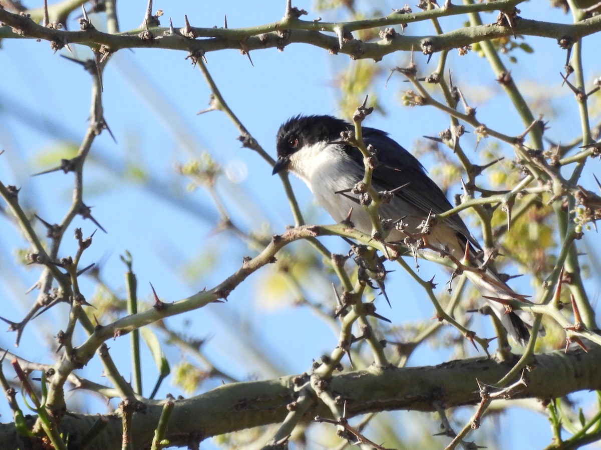 Black-capped Warbling Finch - ML643531489