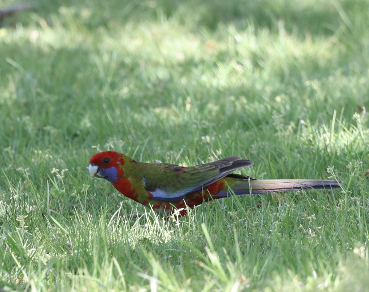 Crimson Rosella (Crimson) - ML643531490