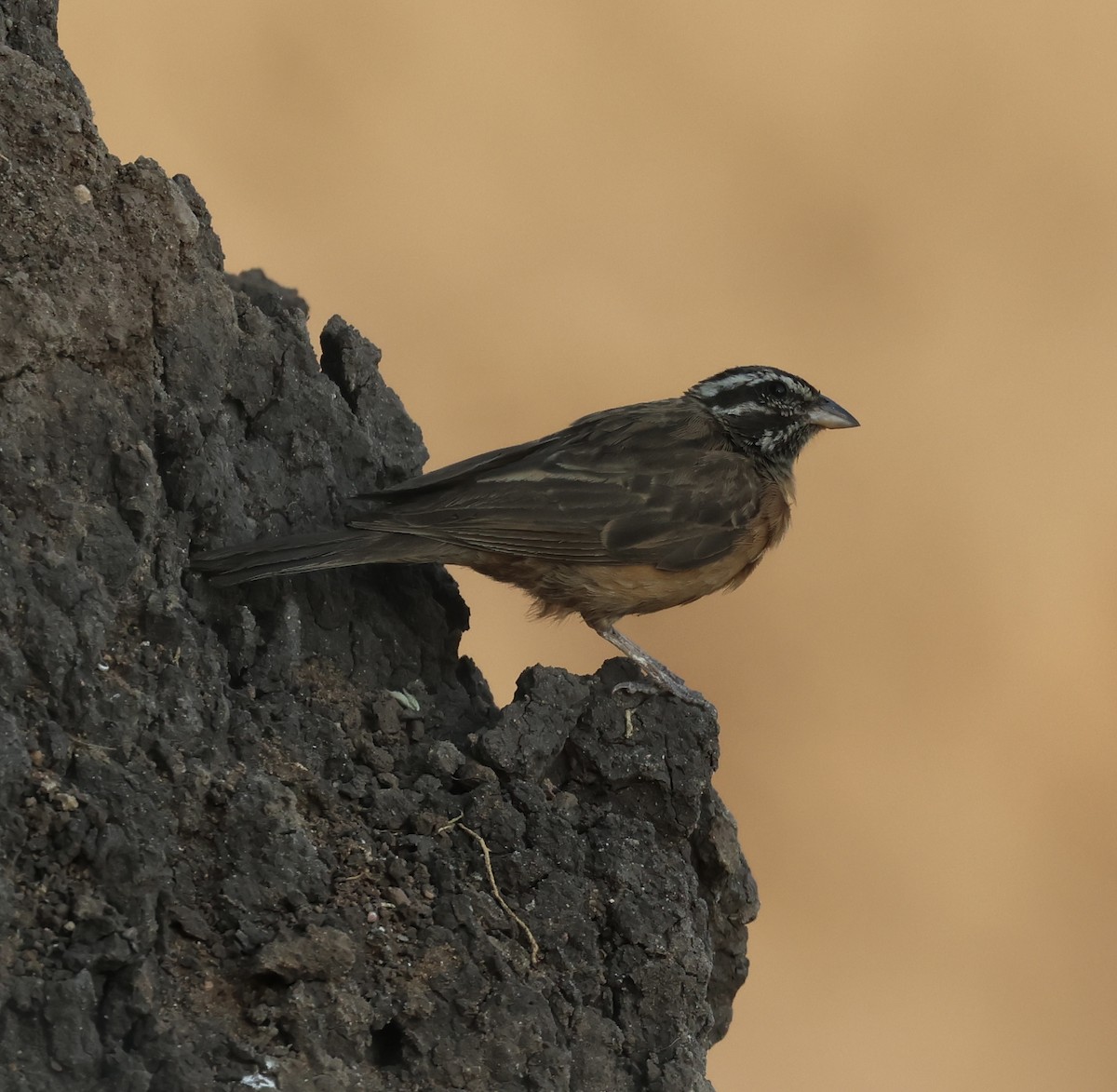 Cinnamon-breasted Bunting - ML643531491