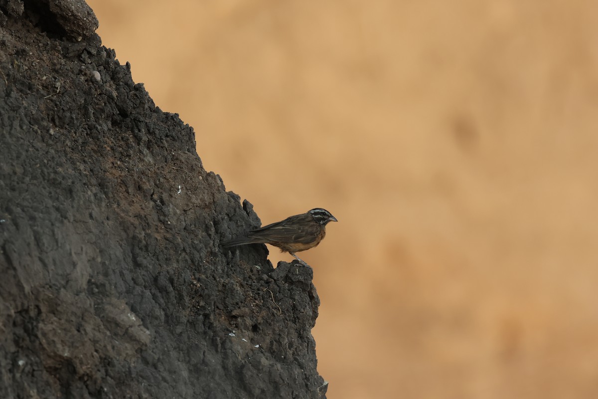 Cinnamon-breasted Bunting - ML643531492