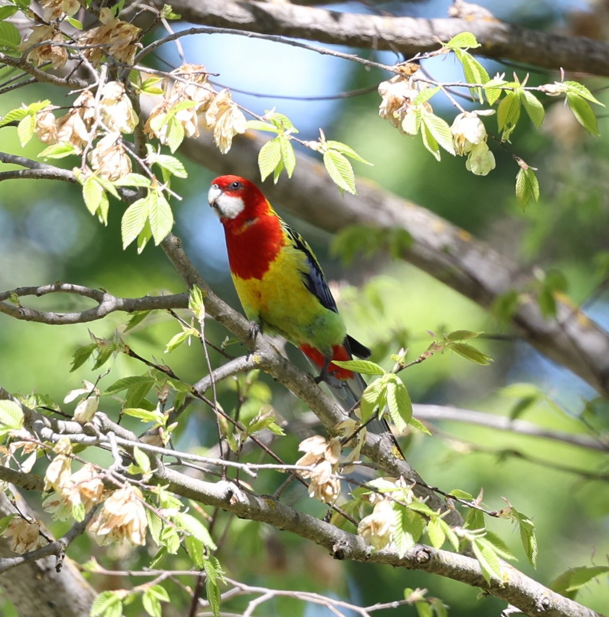 Eastern Rosella - ML643531493