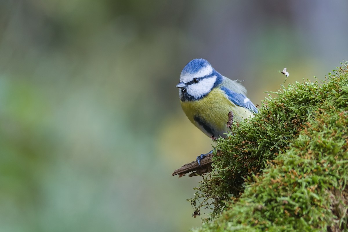 Eurasian Blue Tit - ML643531494