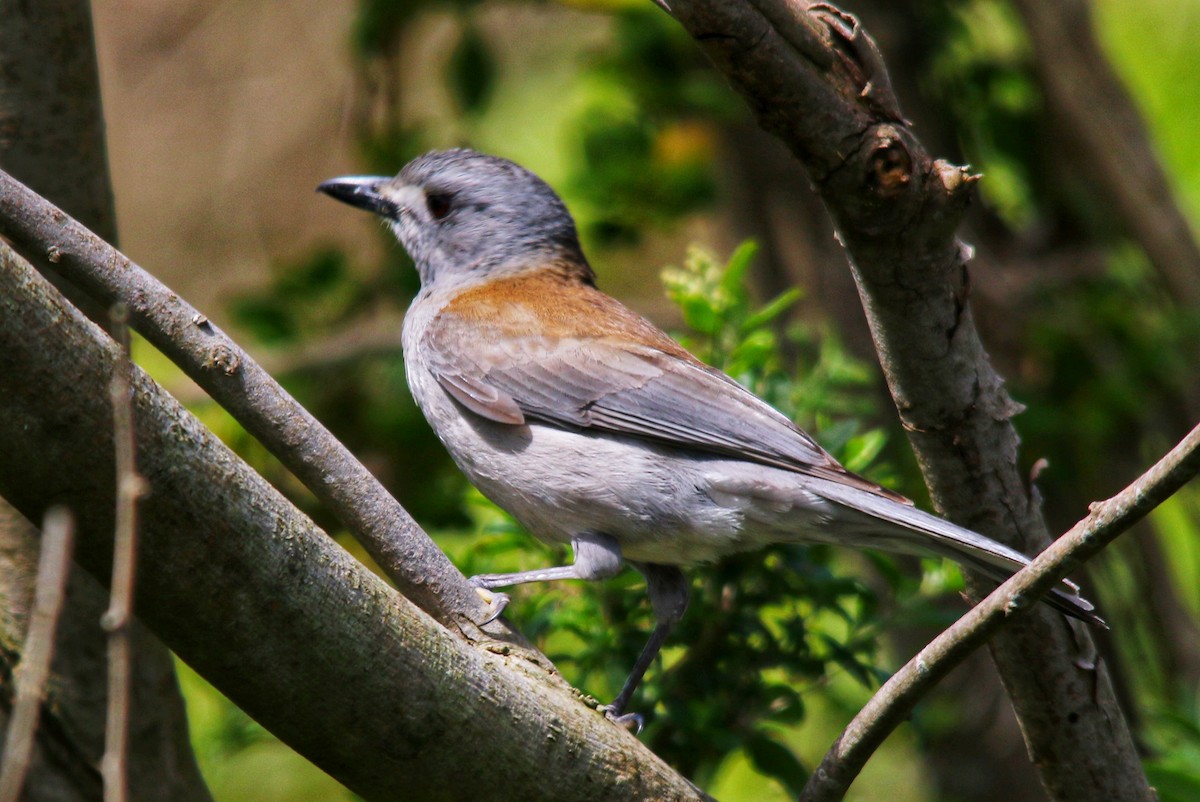 Gray Shrikethrush - ML643531496