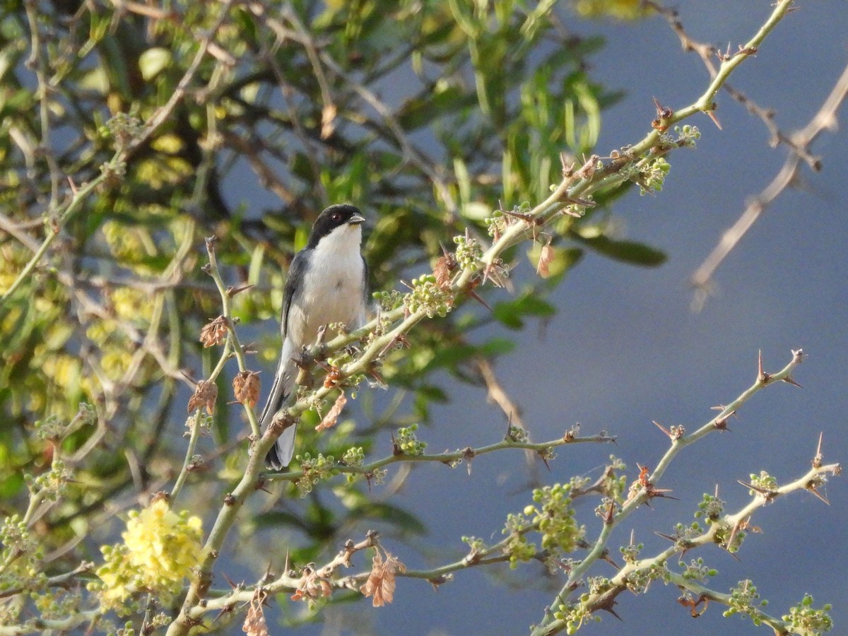 Black-capped Warbling Finch - ML643531500