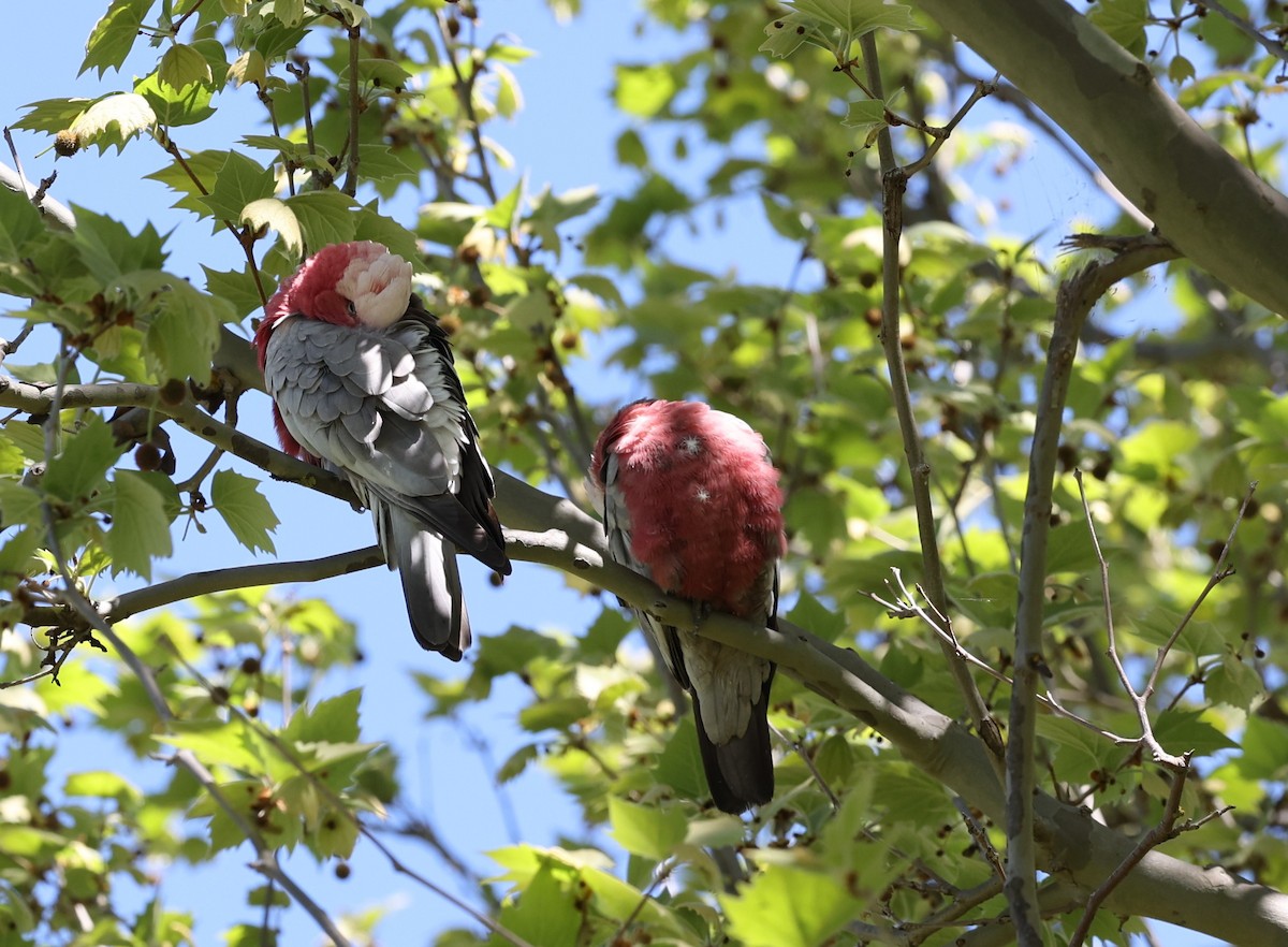 Galah - ML643531501