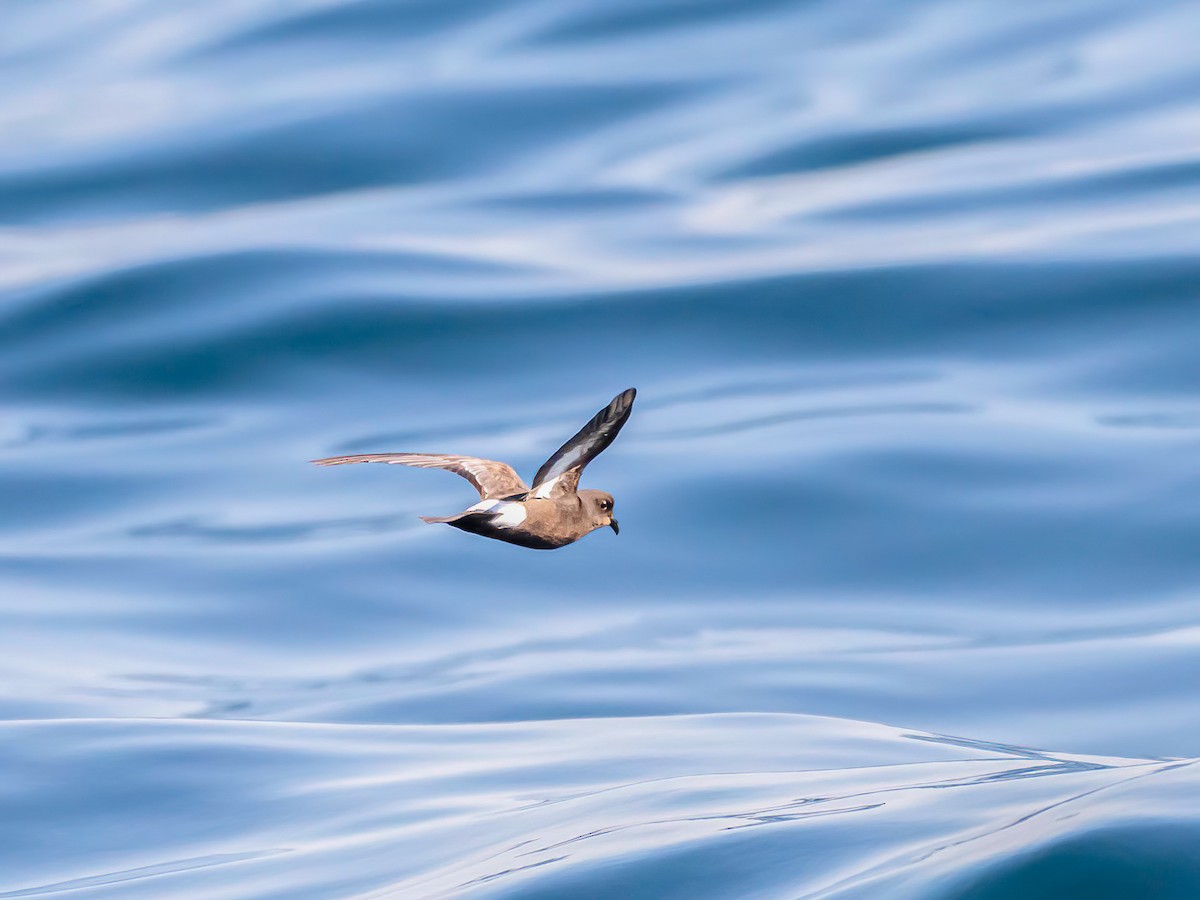 European Storm-Petrel - ML643531502