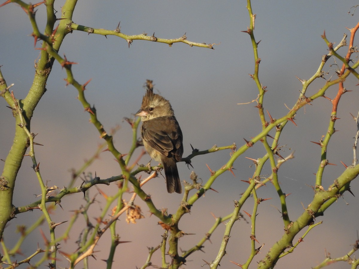 Gray-crested Finch - ML643531503