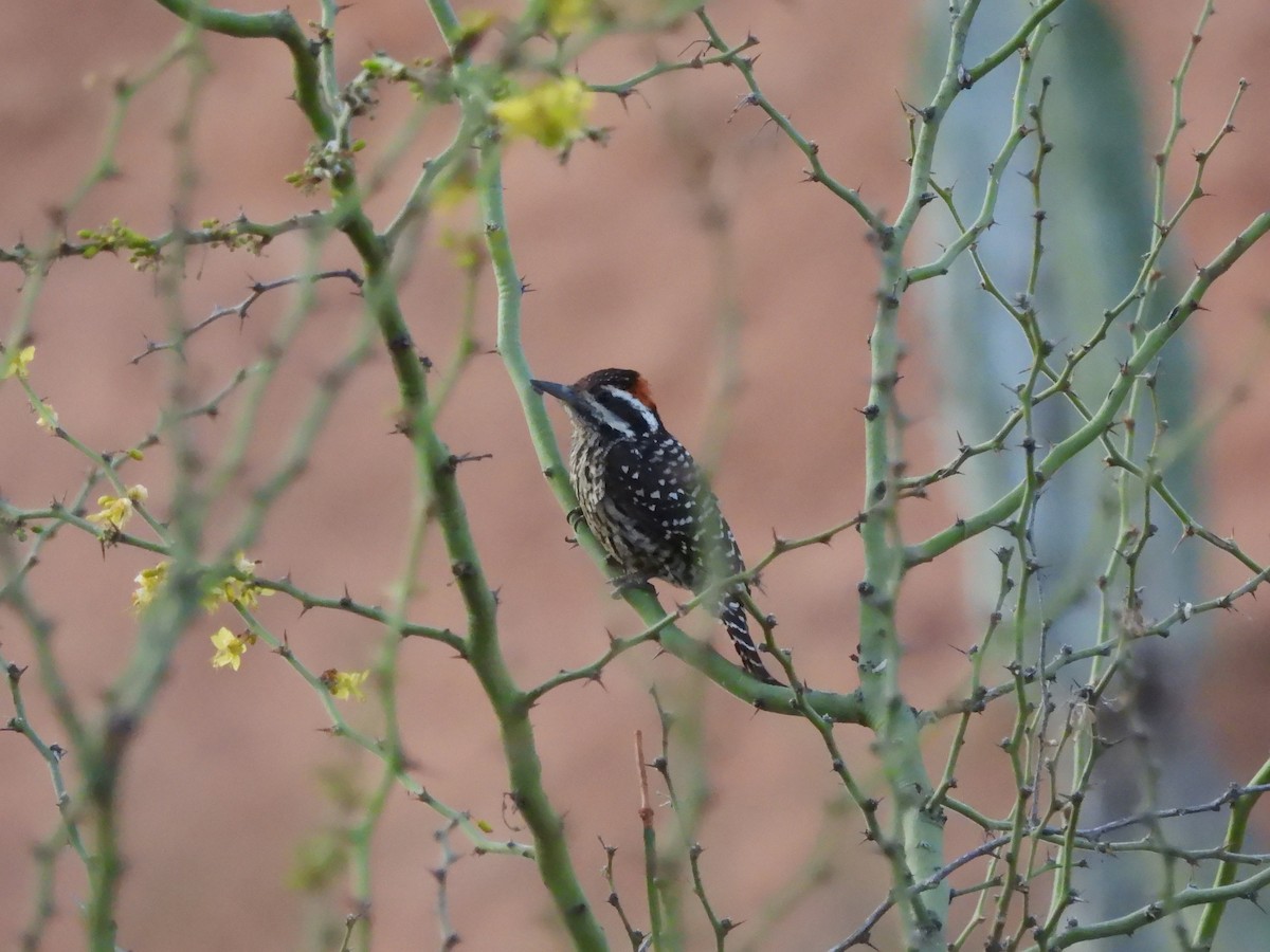 Striped Woodpecker - ML643531518