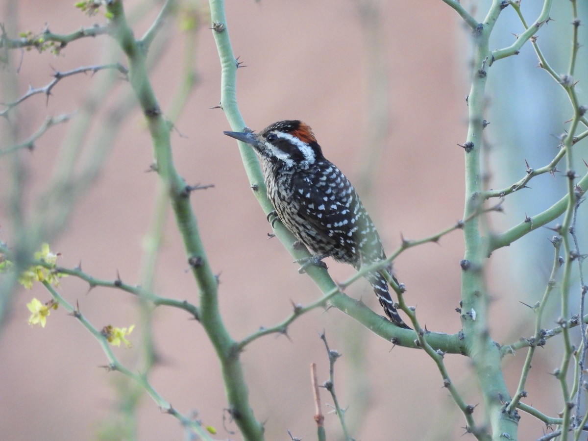Striped Woodpecker - ML643531522
