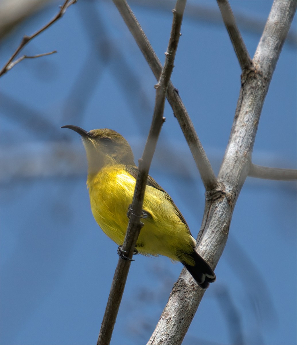 Ornate Sunbird - ML643531529