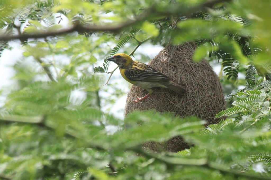 Baya Weaver - ML643531575
