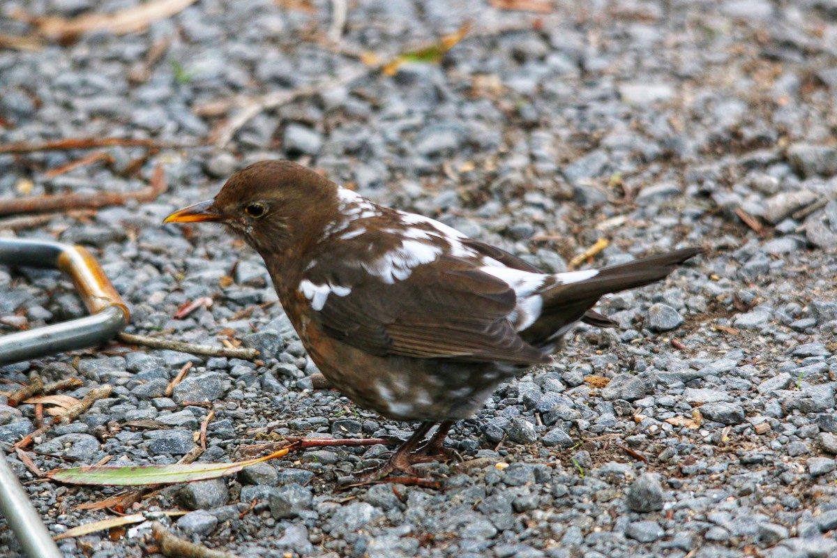 Eurasian Blackbird - ML643531594