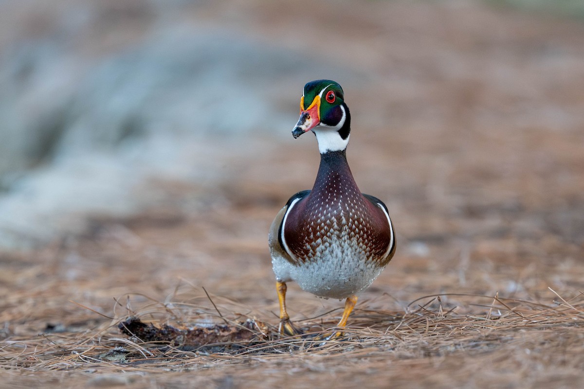 Canard branchu - ML643531599