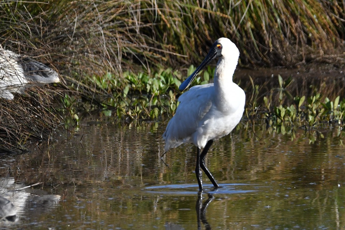 Royal Spoonbill - ML643531600