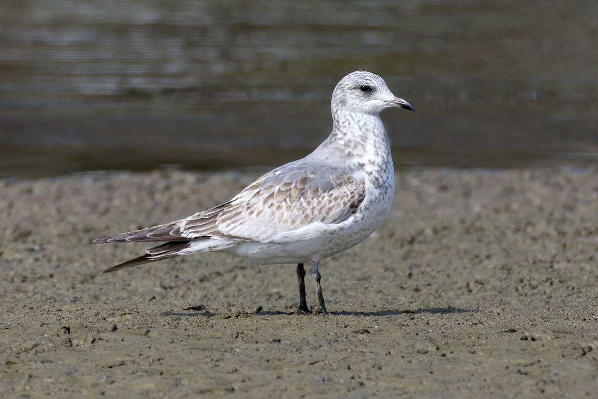Common Gull (Kamchatka) - ML643531603