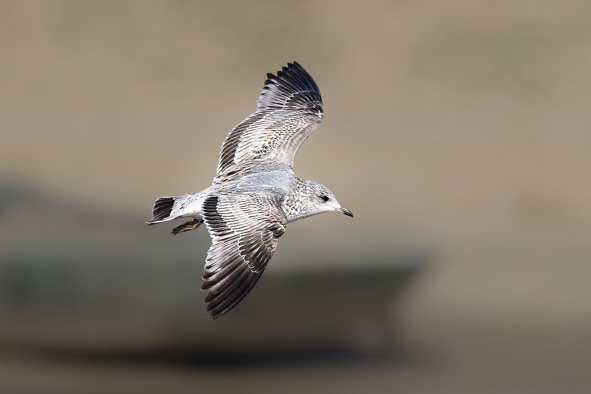 Common Gull (Kamchatka) - ML643531606