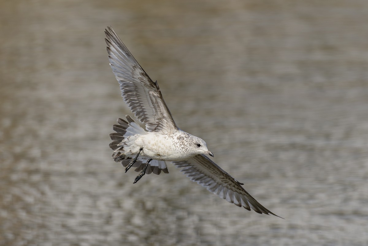 Common Gull (Kamchatka) - ML643531607