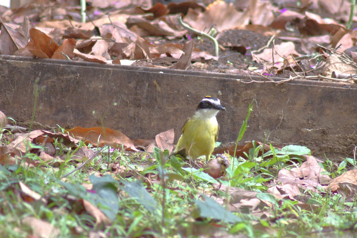 Great Kiskadee - ML643531612