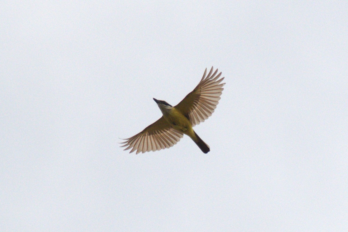 Great Kiskadee - ML643531613