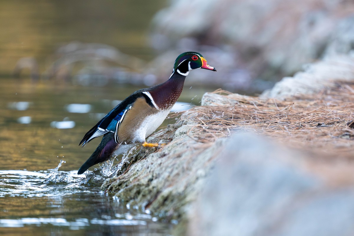 Wood Duck - ML643531615