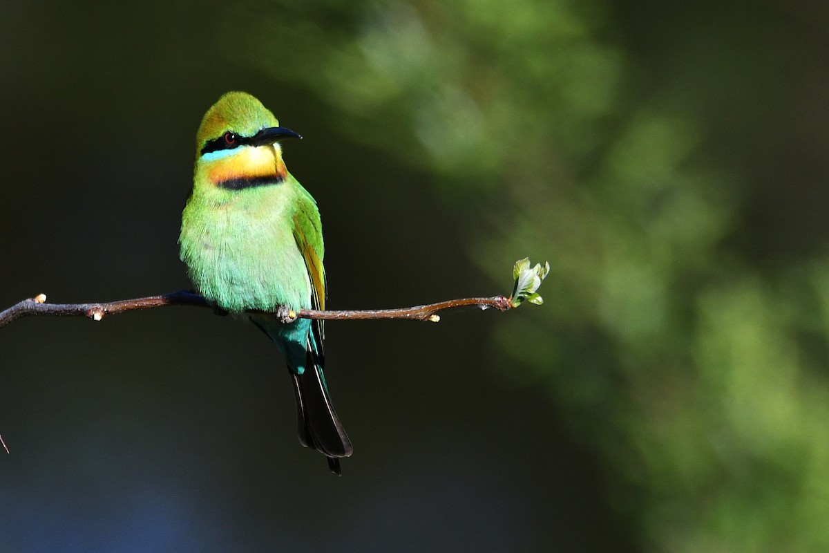 Rainbow Bee-eater - ML643531616