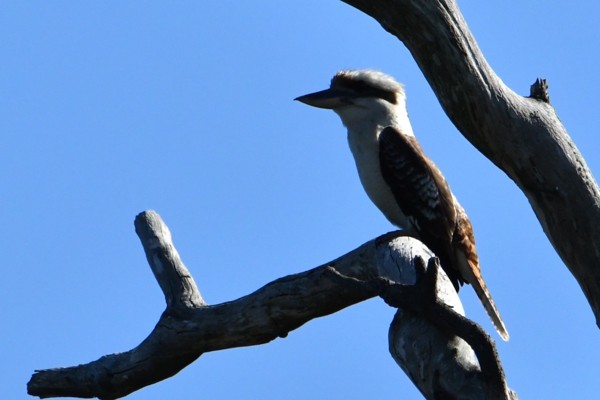 Laughing Kookaburra - ML643531619