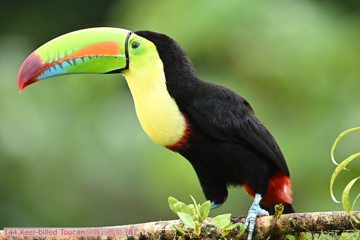 Keel-billed Toucan - ML643531620