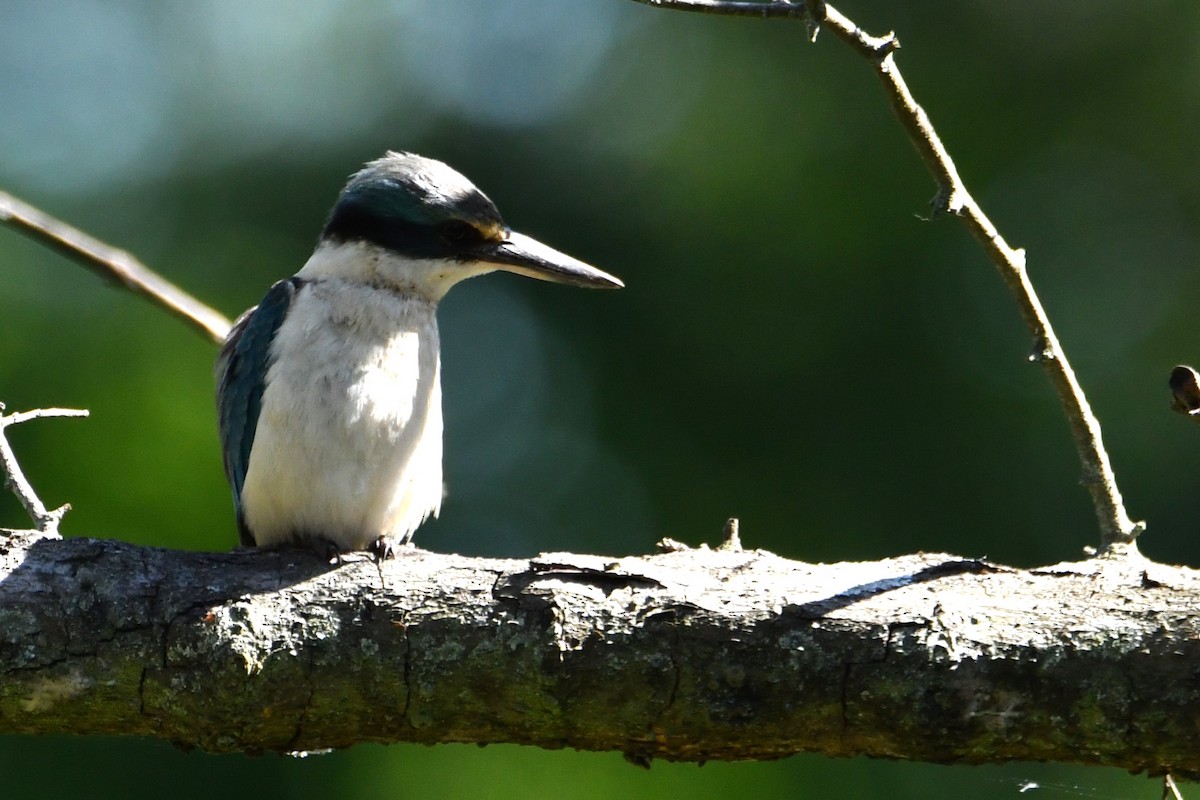 Sacred Kingfisher - ML643531622