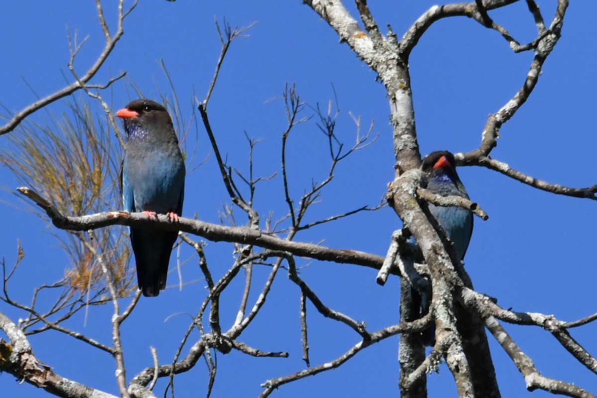 Dollarbird - ML643531625