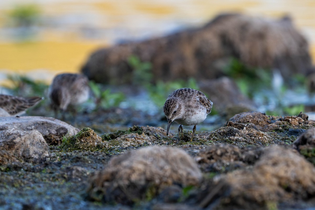 Least Sandpiper - ML643531626